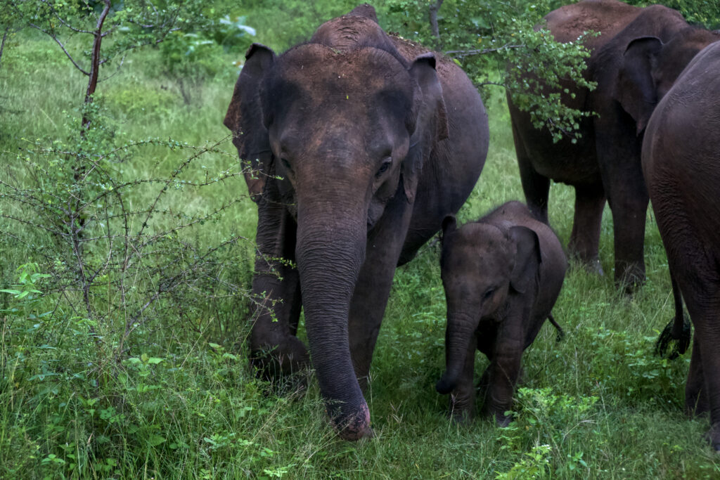 SAFARI AU SRI LANKA