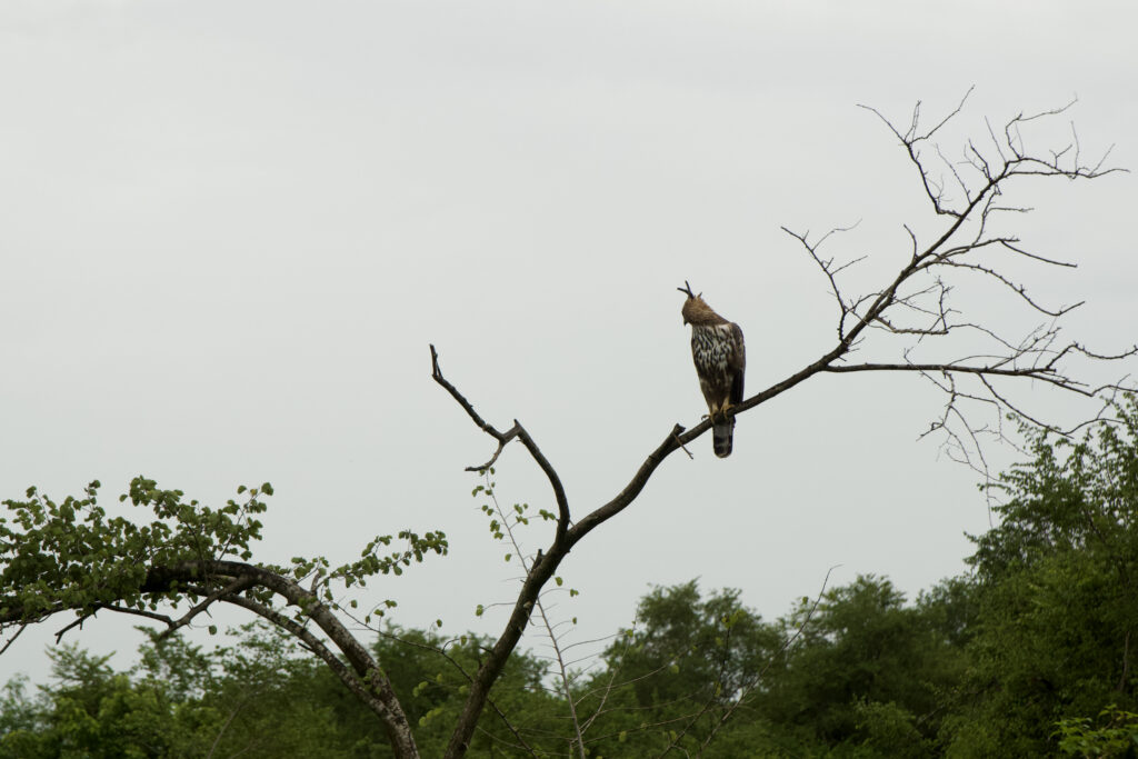 SAFARI AU SRI LANKA