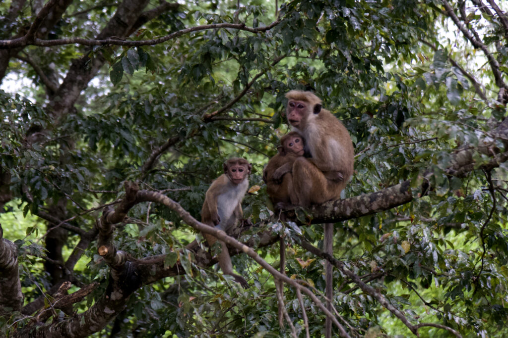 SAFARI AU SRI LANKA