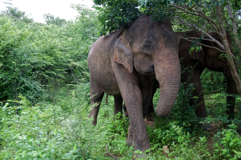 SAFARI AU SRI LANKA