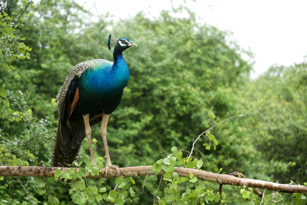 SAFARI AU SRI LANKA