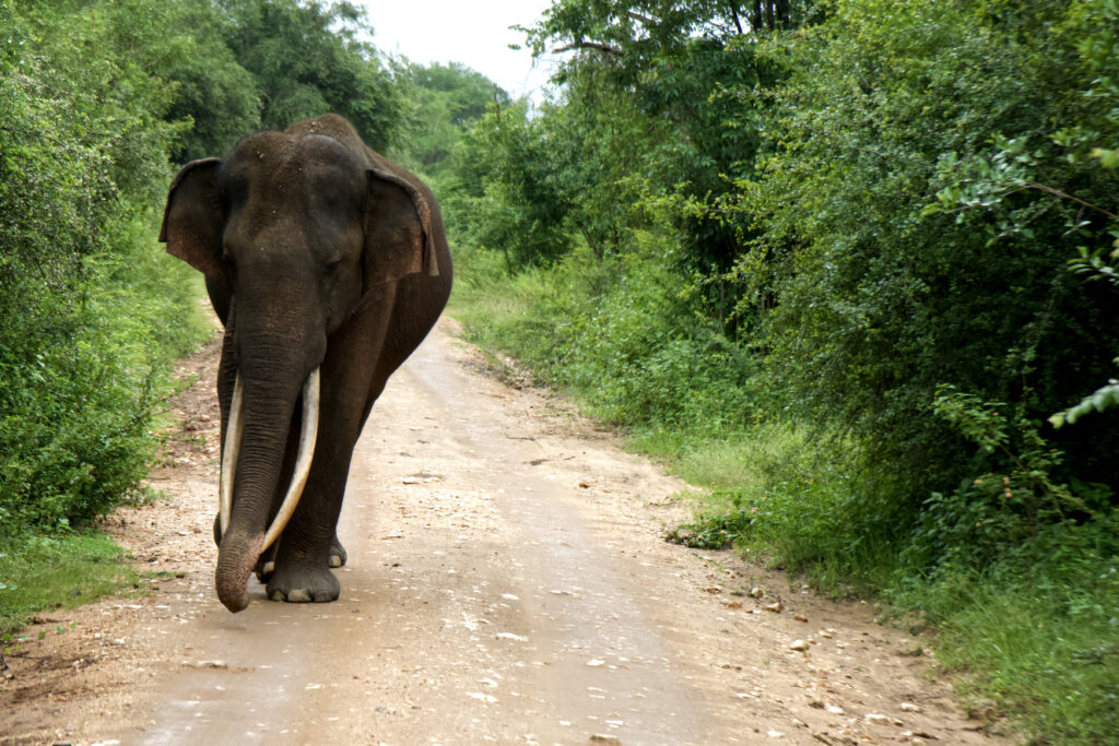 SAFARI AU SRI LANKA